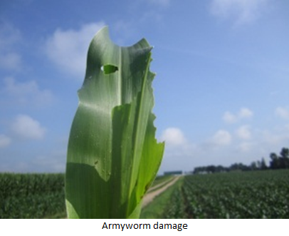 Armyworms in Corn and Wheat – Integrated Pest and Crop Management – UW ...