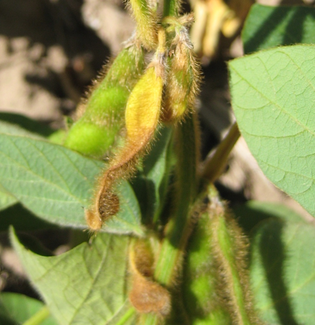 Pod Abortion  Integrated Pest and Crop Management  UWMadison