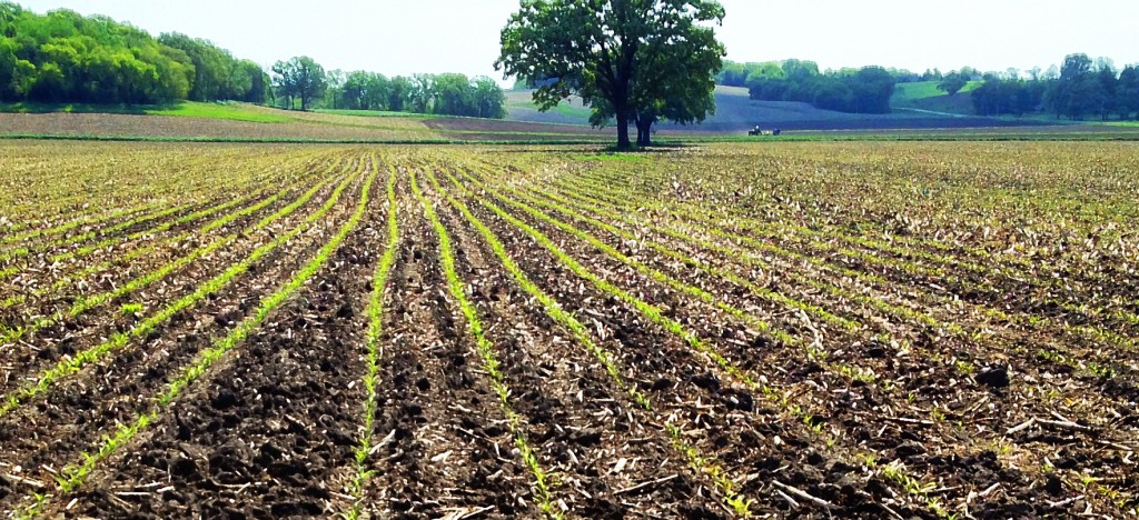 Herbicide Injury Diagnosis for Corn Seedlings at Emergence – Integrated ...