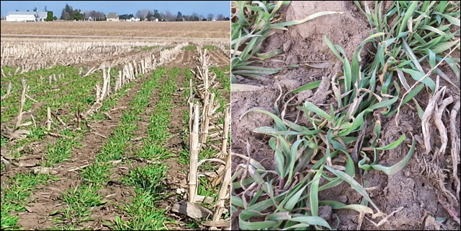 Winter Rye Interseeding- Spring Update Video – Integrated Pest and Crop ...