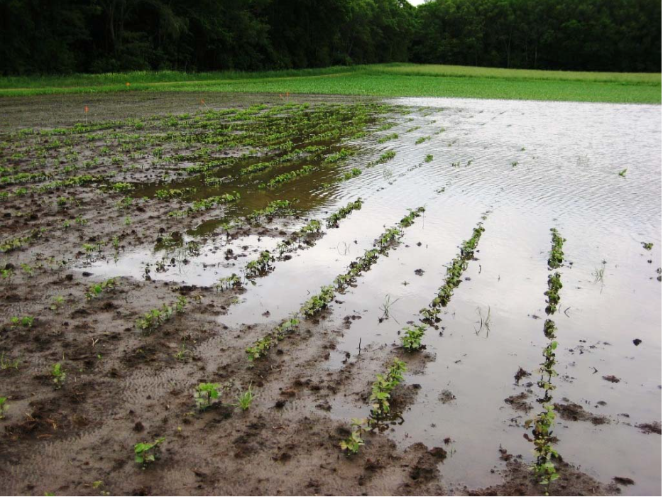Assessing Flood Damage to Soybean Integrated Pest and Crop Management