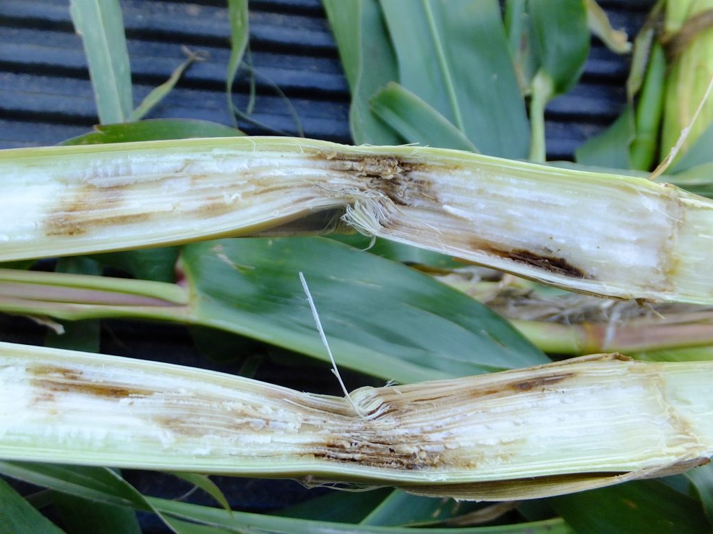 What to Expect from Stalk Rot and Mycotoxins in Severely Diseased and