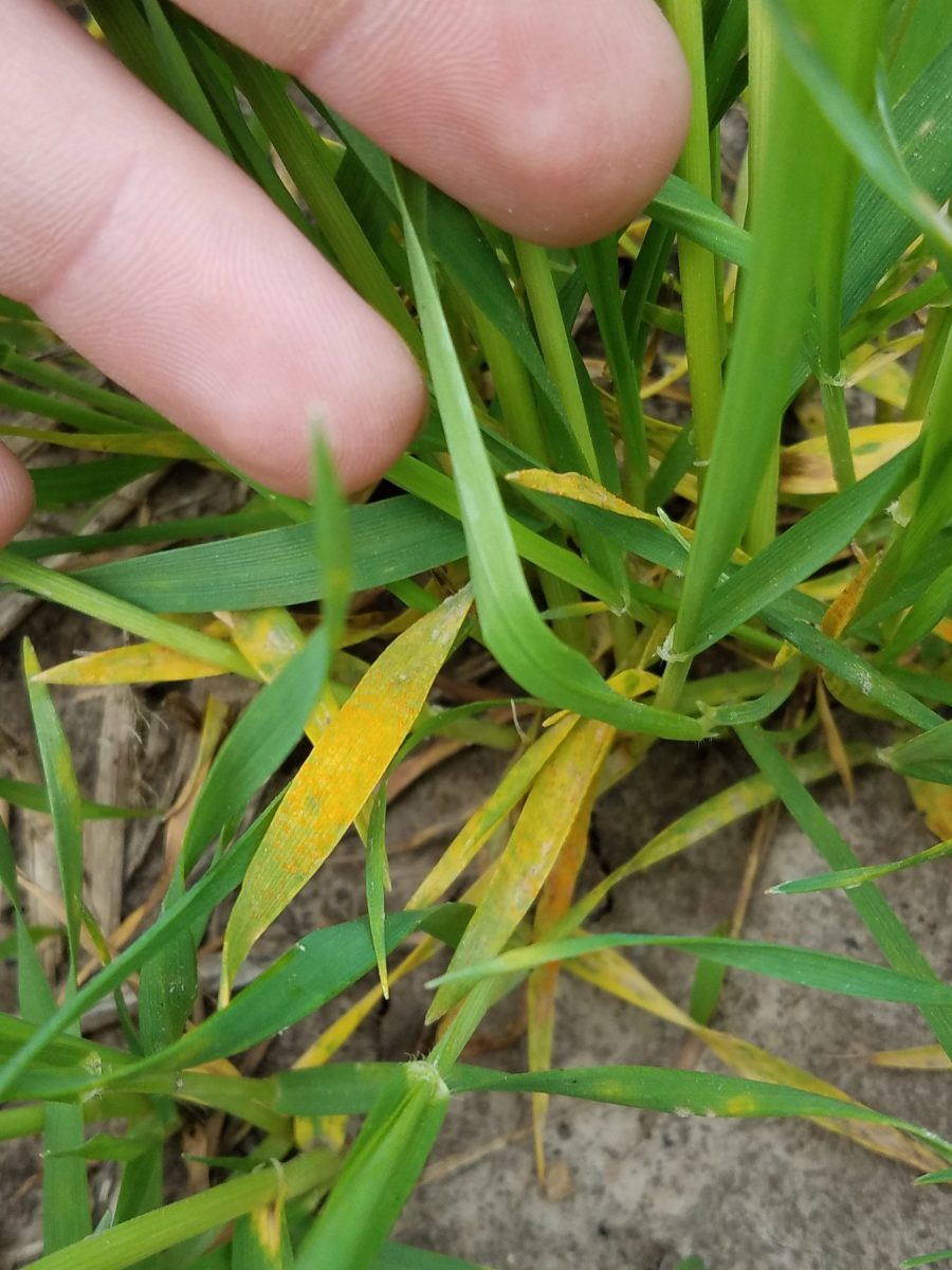 Wisconsin Winter Wheat Disease Update May 2, 2017 Integrated Pest