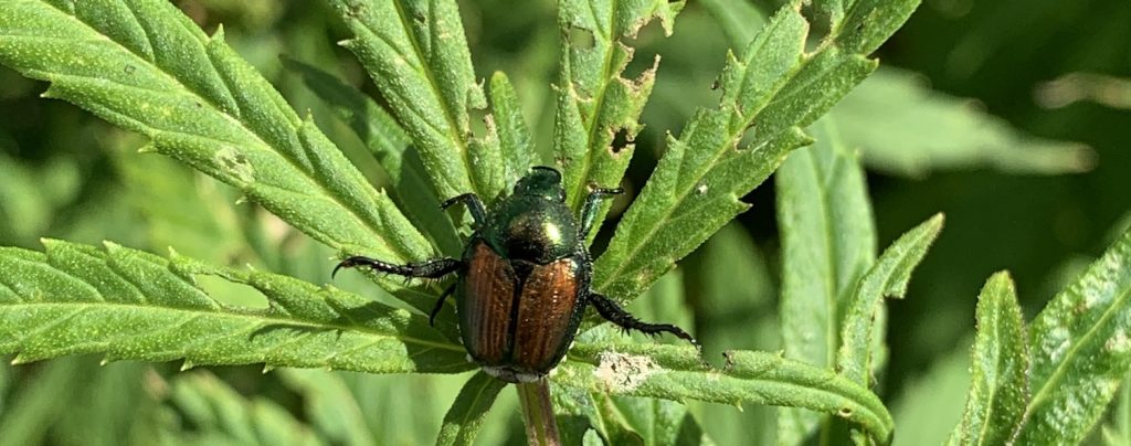 Wisconsin Hemp Insect Factsheet – Integrated Pest and Crop Management ...